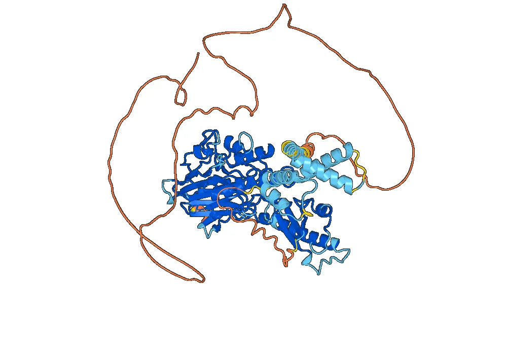 Recombinant Human MRE11 Protein, C-His