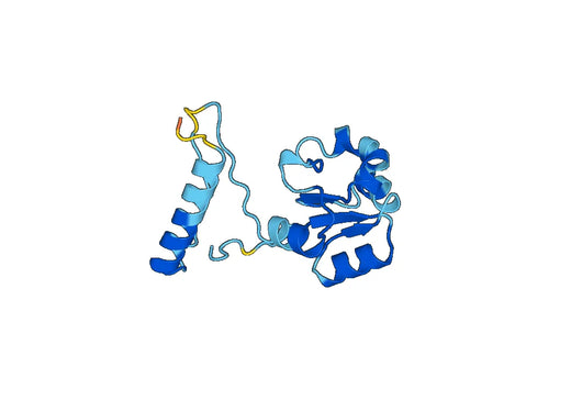 Recombinant Human MRPL1, N-His