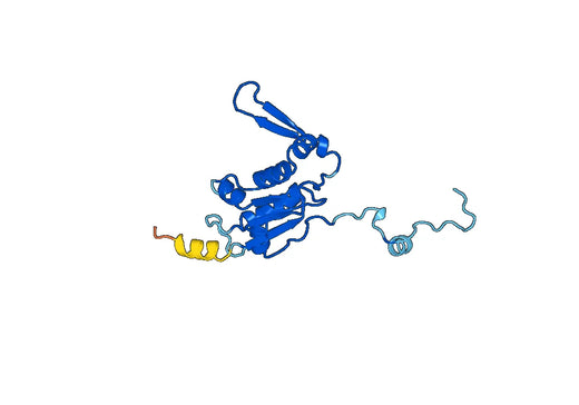 Recombinant Human MRPL13 Protein, N-His