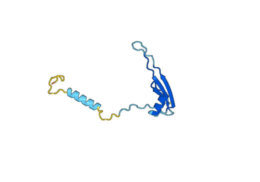 Recombinant Human MRPL23 Protein, N-His-SUMO