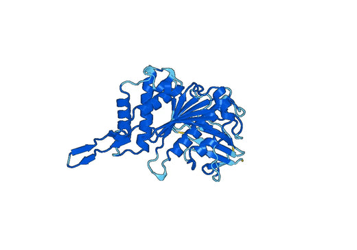 Recombinant Human MRPL37 Protein, N-His