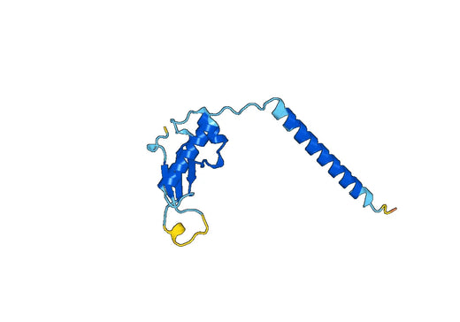 Recombinant Human MRPL58 Protein, N-His