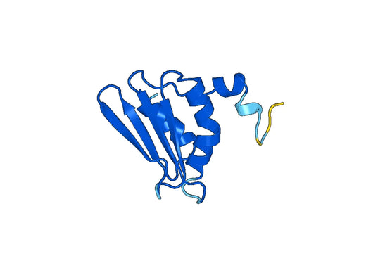 Recombinant Human MRPS25 Protein, N-His-SUMO
