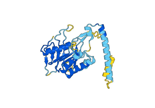Recombinant Human MSH6 Protein, N-His