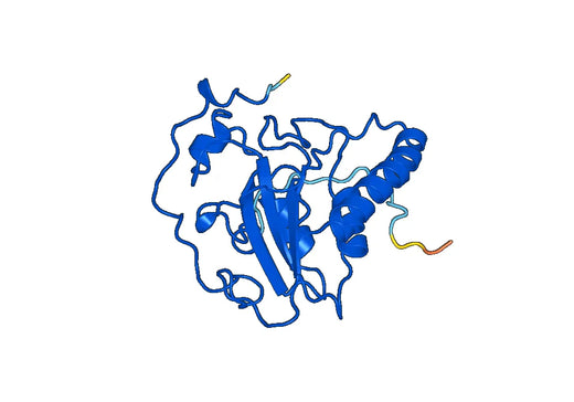 Recombinant Human MSRA, N-His