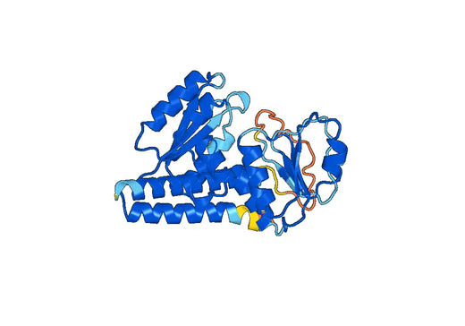 Recombinant Human MTHFD1L Protein, N-His