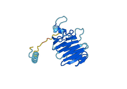 Recombinant Human MUC6, N-His