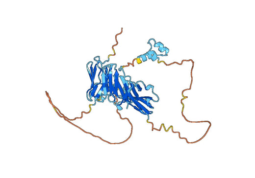 Recombinant Human MYBPC3 Protein, N-His