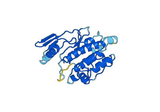 Recombinant Human MYLK2, N-His