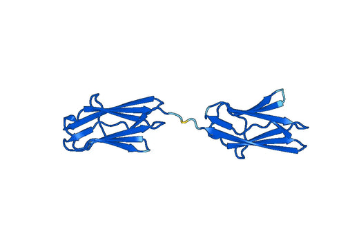 Recombinant Human MYOT Protein, N-His