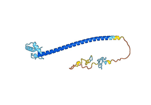Recombinant Human MYT1, N-His