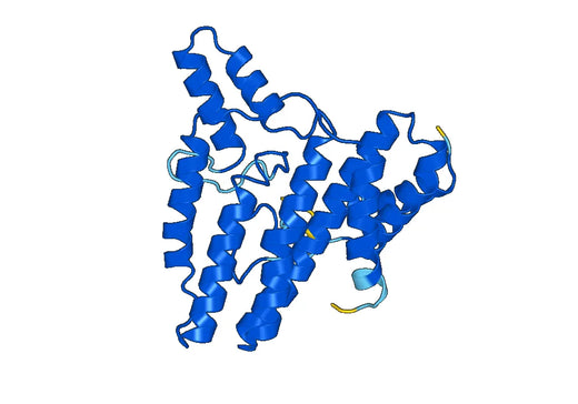 Recombinant Human NAGLU, N-His