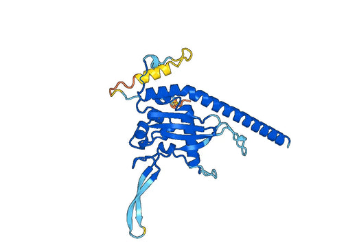 Recombinant Human NAP1L1 Protein, N-His