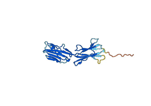 Recombinant Human NCR3LG1, N-His