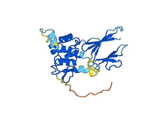 Recombinant Human NEIL1, N-His