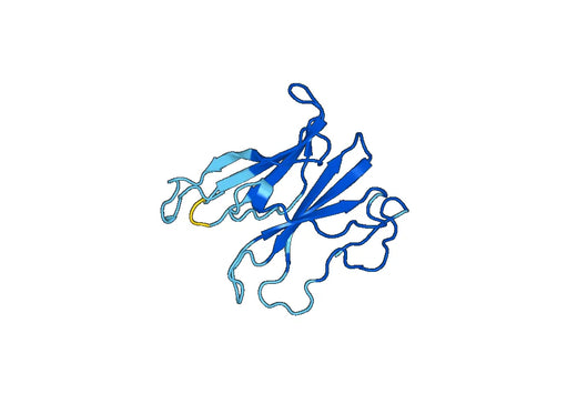 Recombinant Human NEU1/Sialidase-1, N-His