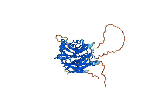 Recombinant Human NEU3/Sialidase-3 Protein, C-His