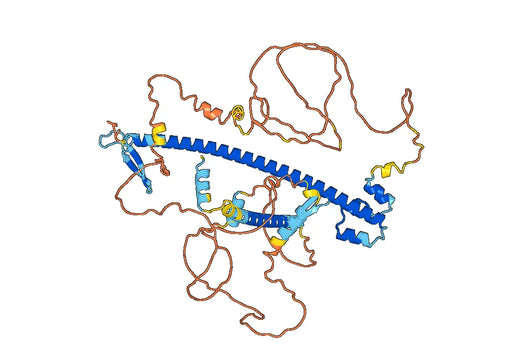 Recombinant Human NFE2L2, N-His