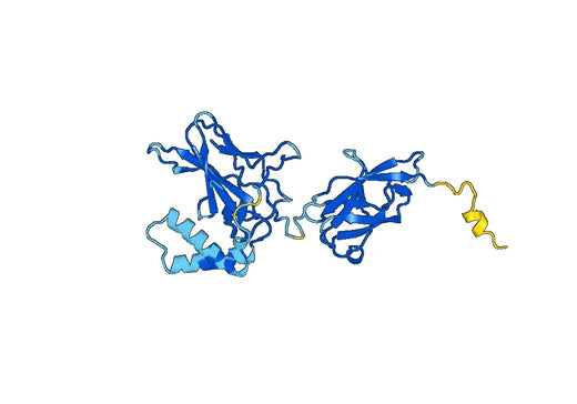 Recombinant Human NFKB2, N-His