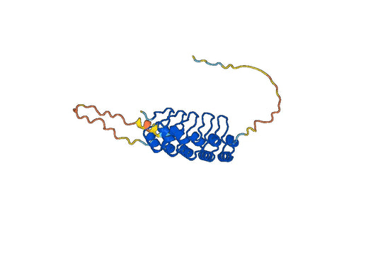 Recombinant Human NFKBIB, N-His