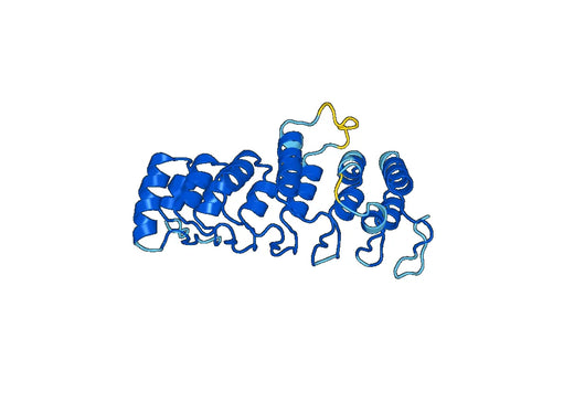 Recombinant Human NFKBID, N-His
