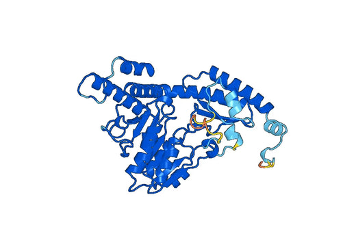 Recombinant Human NFS1 Protein, N-His