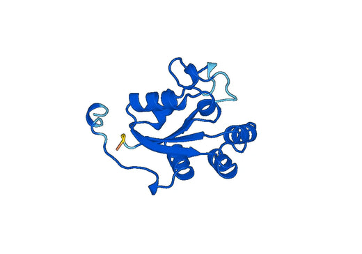 Recombinant Human NME1 Protein, N-His