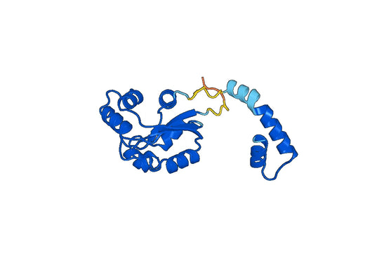 Recombinant Human NME5, N-His