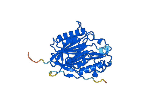 Recombinant Human NOCT Protein, N-His-SUMO