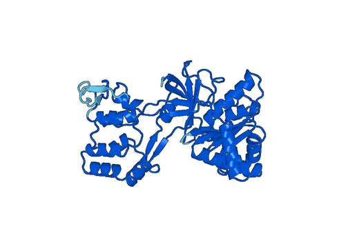 Recombinant Human NOS3 Protein, N-His