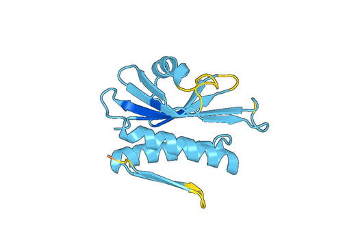 Recombinant Human NPRL2 Protein, N-His