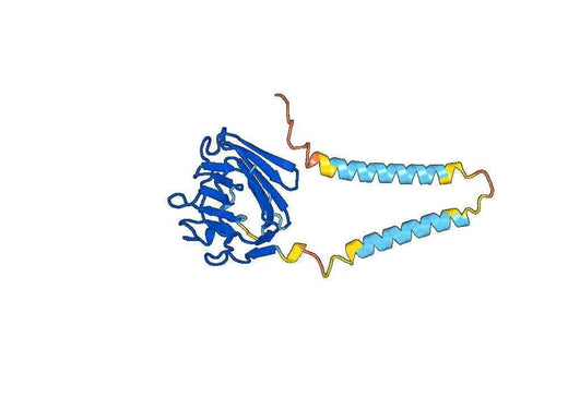 Recombinant Human NPTX1, N-His