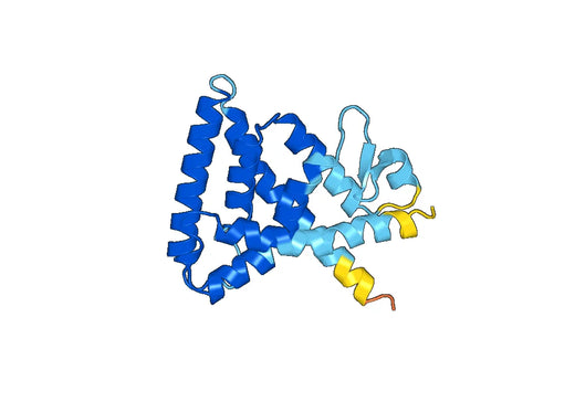 Recombinant Human NR1D2 Protein, N-His