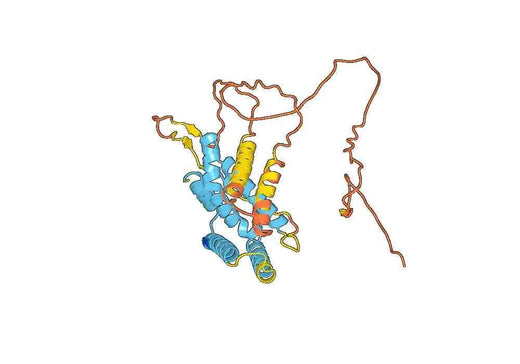 Recombinant Human NR2C2, N-His