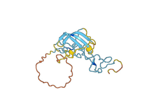 Recombinant Human NTN4, N-GST