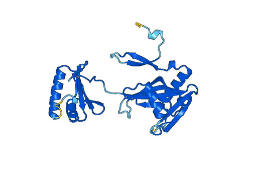 Recombinant Human NUDT6 Protein, N-His
