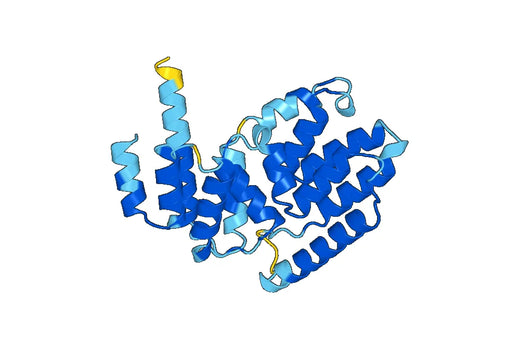 Recombinant Human NUP85, N-His