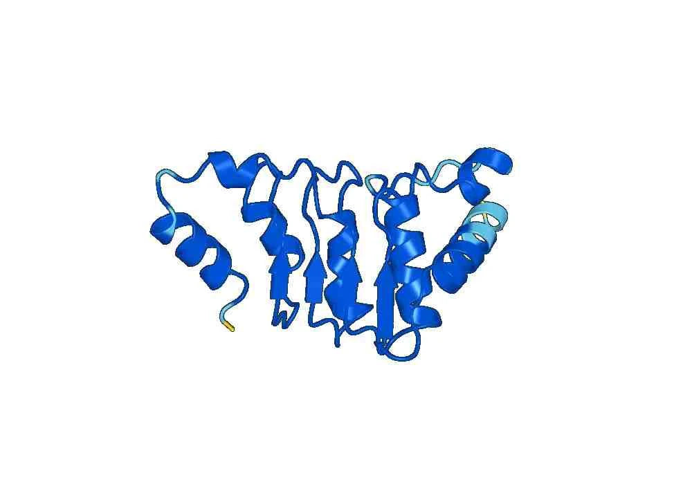 Recombinant Human NXF1 Protein, N-His