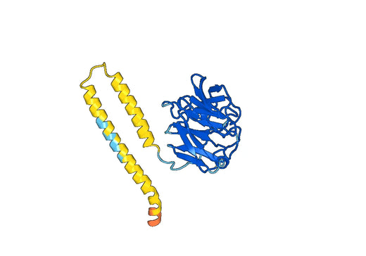 Recombinant Human OLFM1, N-His