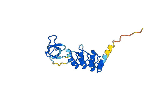 Recombinant Human OSTF1, N-His