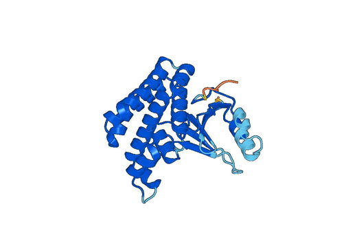 Recombinant Human OTUB2, N-His