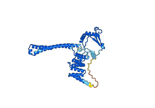 Recombinant Human P4HA1 Protein, N-His