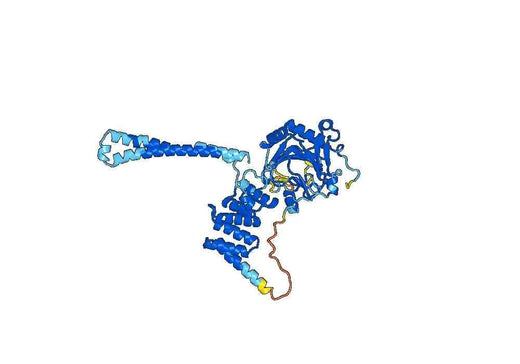 Recombinant Human P4HA1 Protein, N-His