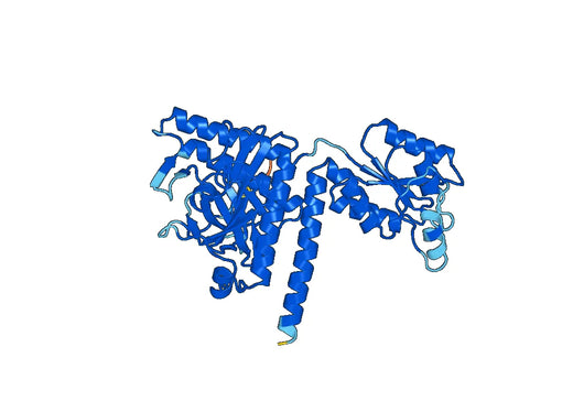 Recombinant Human PAICS Protein, N-His