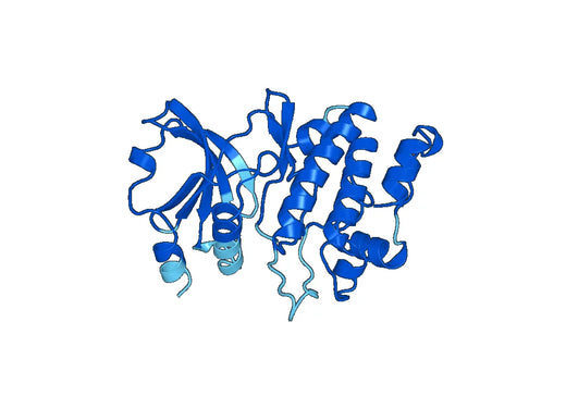 Recombinant Human PAK1, N-His