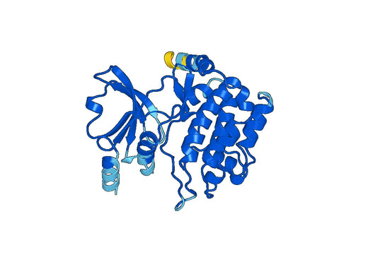 Recombinant Human PAK6 Protein, N-His