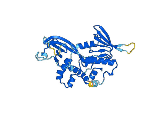 Recombinant Human PCYOX1, N-GST