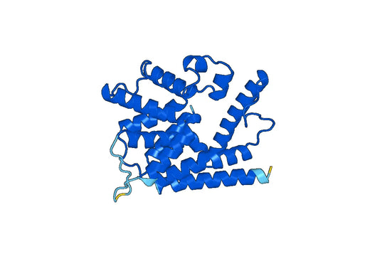Recombinant Human PDE4A Protein, N-His
