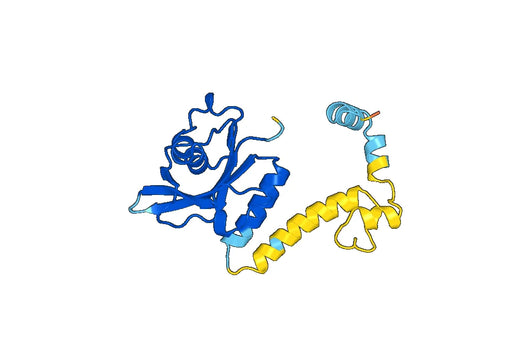 Recombinant Human PDE6B Protein, N-His