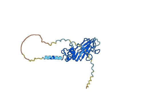 Recombinant Human PIIICP/COL3A1 Protein, N-His-SUMO